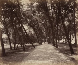 Picknickplats,ca. 1895 (foto)