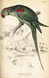 Alexandrine parakit eller Alexandrine papegoja, Psittacula eupatria