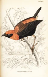 Svartvingad röd biskop, Euplectes hordeaceus (Crimson-krönt vävare, Euplectes flammiceps)