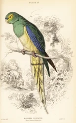 Blåvingad papegoja, Neophema chrysostoma