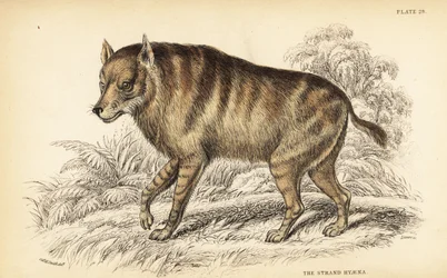 Brun hyena eller strandvarg, Hyaena brunnea (Strandhyena, Hyaena villosa)