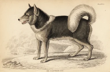 Kanadensisk eskimåhund eller qimmiq, Canis lupus
