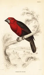 Crimson seedcracker, Pyrenestes sanguineus (Crimson nötknäppare, Pirenestes sanguineus)