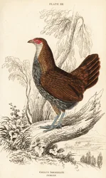 Grå djungelfågelhona eller Sonnerats djungelfågel, Gallus sonneratii (Gallus sonnerati)