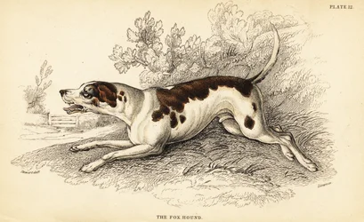 Rävhund, Canis lupus familiaris