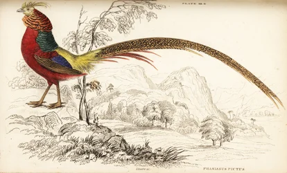 Guldfasan eller kinesisk fasan, Chrysolophus pictus (Phasianus pictus)