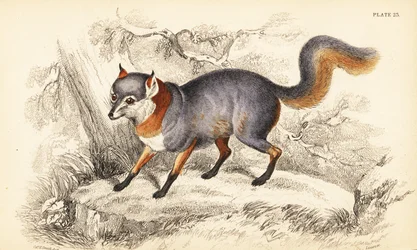 Gråräv, Urocyon cinereoargenteus