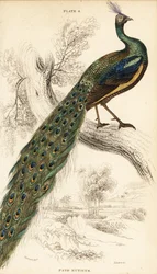 Grön påfågel, Pavo muticus