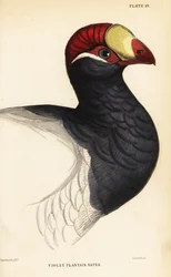 Huvud av violturacon, violplantainätare, Musophaga violacea