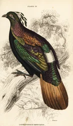 Himalaya monal, hane, Lophophorus impejanus
