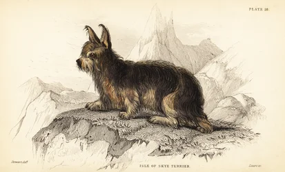 Isle of Skye terrier, Canis lupus familiaris (Canis terrarius)