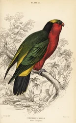 Kuhls lorikeet, Vini kuhlii