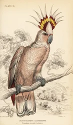 Major Mitchells kakadua, Lophochroa leadbeateri