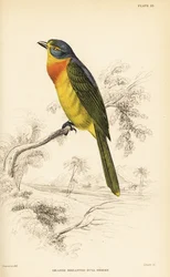 Apelsinbröstad buskaka eller svavelbröstad buskaka, Chlorophoneus sulfureopectus