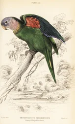Orangevingad amazon, Amazona amazonica