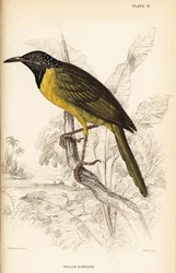 Oriole sångare, Hypergerus atriceps