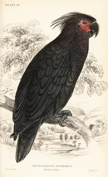 Palmsvartkakadua, Probosciger aterrimus