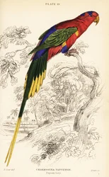 Papuan lorikeet, Stellas lorikeet eller Mount-Goliath lorikeet, Charmosyna papou
