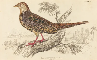 Phasianus Versicolor - Hona.