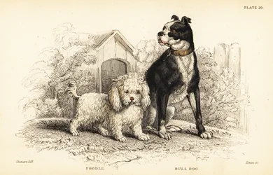 Pudel, vattenlevande hund och bulldog, engelsk hund