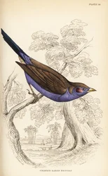 Rödkindad cordon-bleu, Uraeginthus bengalus