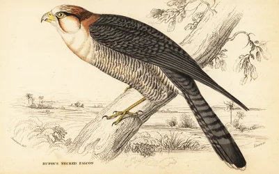 Rödhalsfalk, Falco chicquera ruficollis
