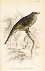 Rödaxlad gök, hona, Campephaga phoenicea