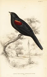 Rödaxlad gök, hane, Campephaga phoenicea