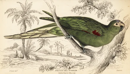 Rödaxlad ara, Diopsittaca nobilis