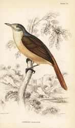 Rödstjärtad bladbulbyl eller klättrande bladbulbyl, Phyllastrephus scandens