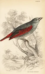 Rödvingad pytilia, Pytilia phoenicoptera (Rödvingad bengaly, Pytilia phaenicoptera)