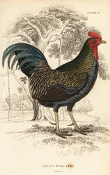 Röd djungelfågel, Gallus gallus javanicus