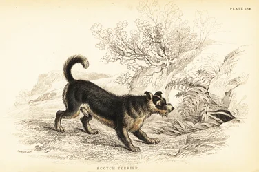 Skotsk terrier eller skotsk terrier, Canis lupus familiaris