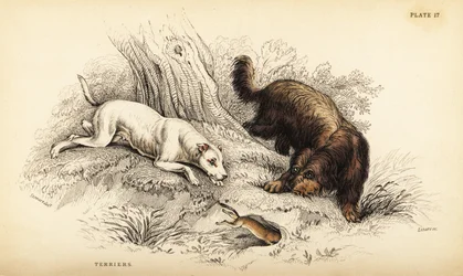 Slätpälsad terrier och skotsk eller trådhårig terrier, Canis lupus familiaris (Canis terrarius)