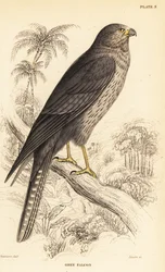 Sotig falk, Falco concolor