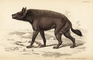 Randig hyena, Hyaena hyaena (öknens nakenhyena, Hyaena vulgaris)