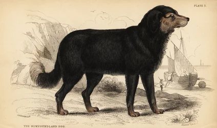 Newfoundlandshunden, Canis lupus familiaris )Canis terranovae)