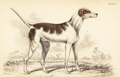 Orientalisk hund, Canis lupus familiaris