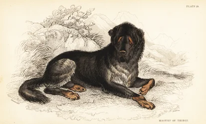 Tibetansk mastiff, Canis lupus familiaris (Mastiff of Tibet, Canis urcani)