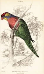 Varierad lori, Psitteuteles versicolor (Trichoglossus versicolor)