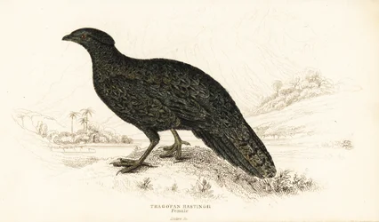 Västra tragopan eller västra horned tragopan, hona, Tragopan melanocephalus