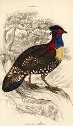 Västra tragopan eller västra horned tragopan, hane, Tragopan melanocephalus