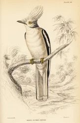 Vitkrönad hjälmskrika, Prionops plumatus
