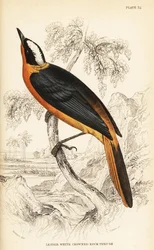 Vitkronad rödhaketrast, Cossypha albicapilla (mindre vitkronad klipptrost, Petrocincla albicapilla)