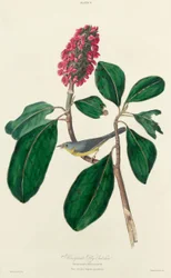 Bonaparte flugfångare