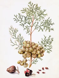 Cypressblad och nötter