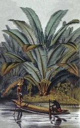 Palmträd