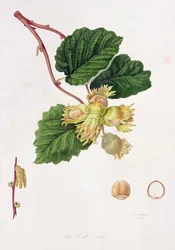 Cob Nut, 1816