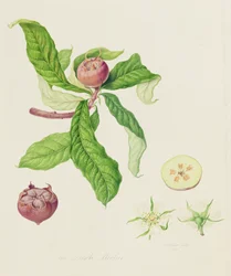 The Dutch Medlar, 1816