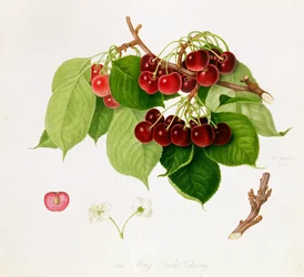 May Duke Cherry, 1815